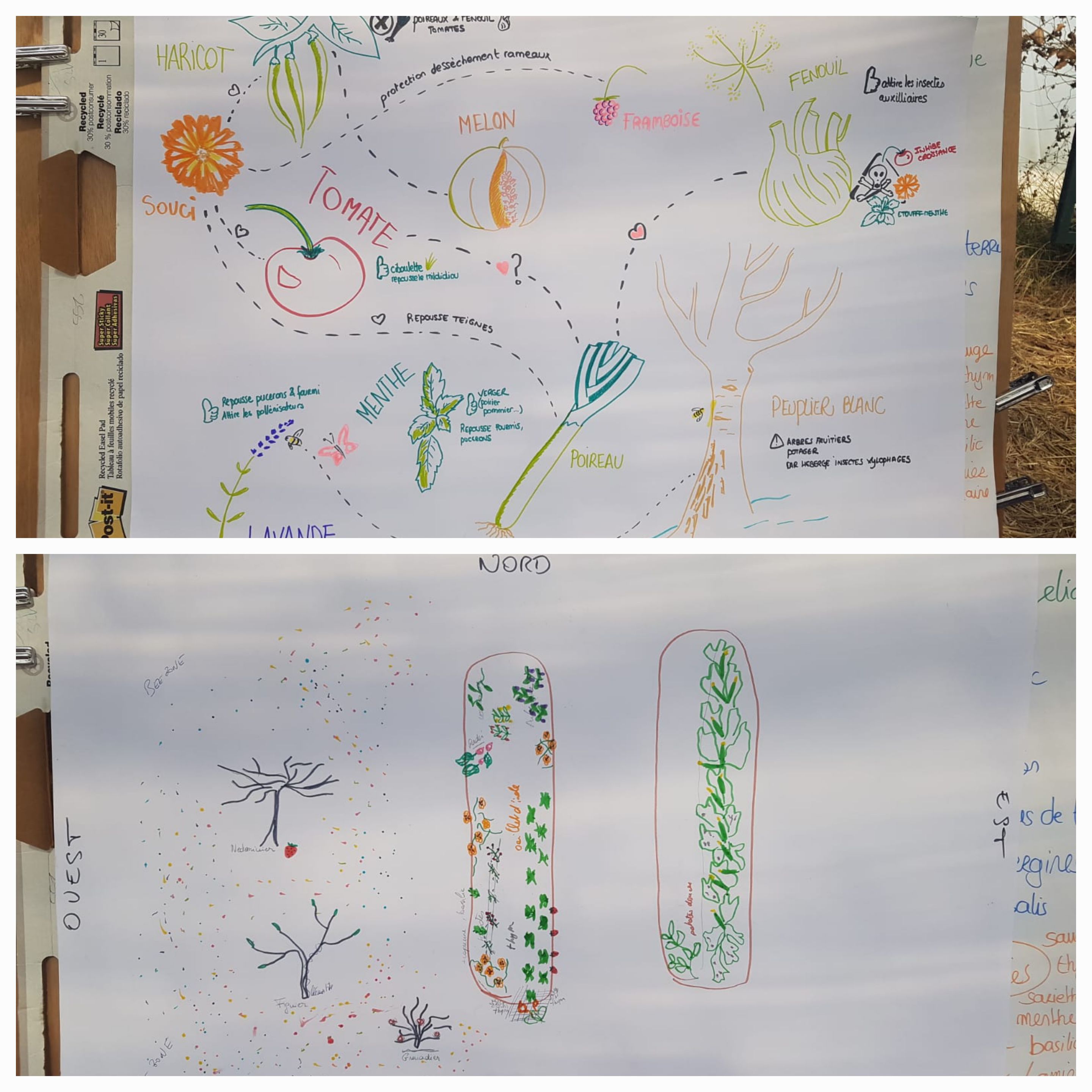 Coaching jardin potager en service à la personne